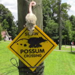 NEW “Possum Crawls Tonight” video to be released soon!