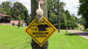 Read more about the article NEW “Possum Crawls Tonight” video to be released soon!