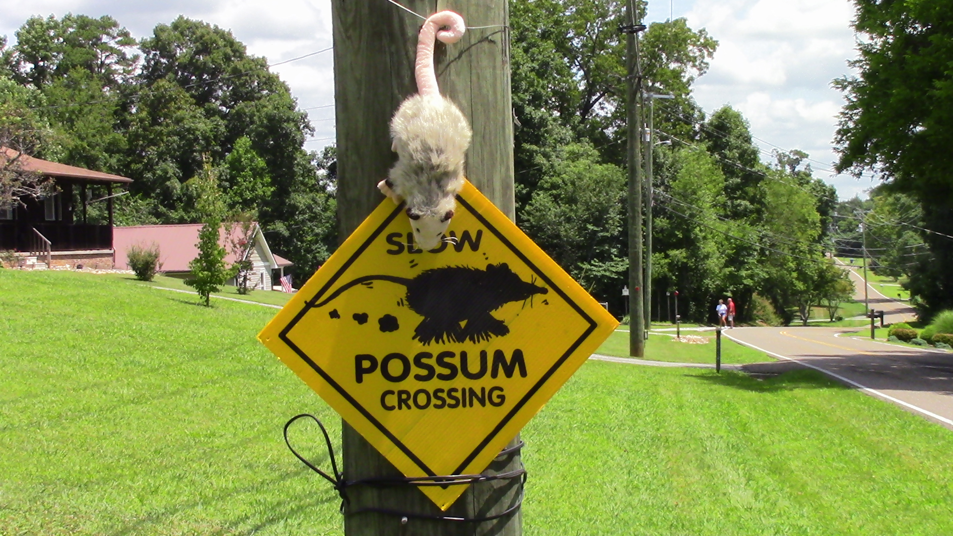 Read more about the article NEW “Possum Crawls Tonight” video to be released soon!