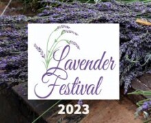 lavender festival
